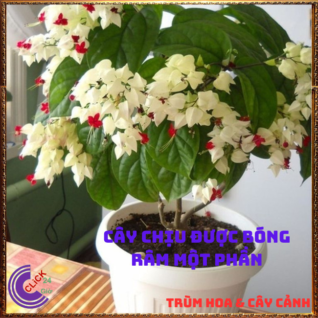 CHẬU HOA NGỌC NỮ TRẮNG SIÊU DỄ TRỒNG KHÔNG CẦN KỲ CÔNG CHĂM SÓC ⏰ TRÙM HOA VÀ CÂY CẢNH