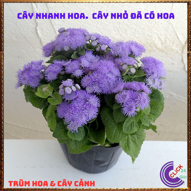 Chậu hoa CÚC LAM QUAN cánh hoa từng sợi lạ mắt siêu đẹp dễ trồng ⏰ TRÙM HOA VÀ CÂY CẢNH