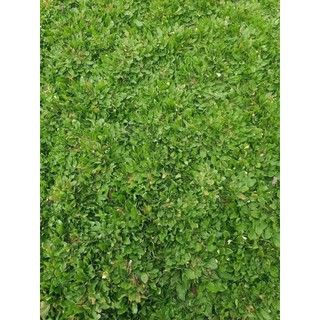 [NHẬP KHẨU F1] - Hạt giống cỏ lá Gừng Thái - trồng vườn tạo cảnh quan, cho gà ăn