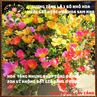 Hoa tặng, Phân bón tặng và một số sản phẩm xả kho giá rẻ 🍕 BẢO HÀNH CÂY GIỐNG VÀ HOA CHUẨN