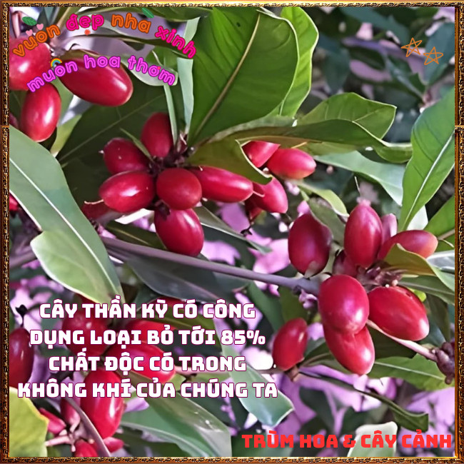Chậu Cây Thần Kỳ Đổi Vị Cay Chua Đắng Mặn Thành Ngọt Thần Kì Chữa Bệnh✳️TRÙM HOA VÀ CÂY CẢNH