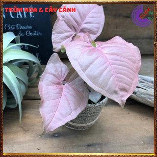 Chậu trầu bà hồng phú quý trồng trong nhà cây để bàn màu dễ thương ️💄 Siêu Thị Hoa