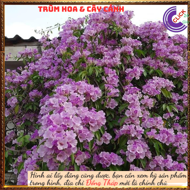 Cây ánh hồng lan tỏi xua đuổi rắn, côn trùng, trừ tà làm cổng rào⏰ Hoa Mười Giờ Bonsai & Phụ Kiện