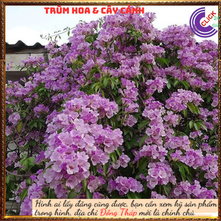 Cây ánh hồng lan tỏi xua đuổi rắn, côn trùng, trừ tà làm cổng rào🕰 Yêu Nhà Yêu Hoa