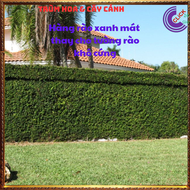 2 CHẬU VẢY ỐC THẰN LẰN LEO TƯỜNG CÂY KHỎE MẠNH⏰ Hoa Mười Giờ Bonsai & Phụ Kiện