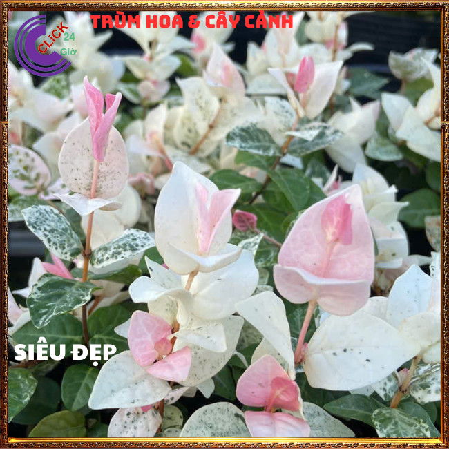 2 CHẬU THẰN LẰN CẨM THẠCH GIỐNG THÁI LEO TƯỜNG TRỒNG CHẬU SIÊU XINH⏰ TRÙM HOA VÀ CÂY CẢNH