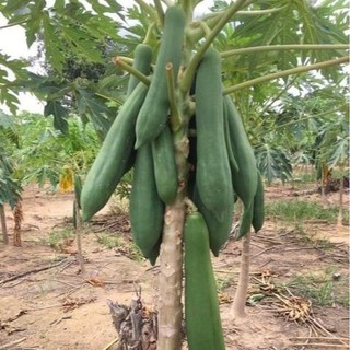 Hạt Giống Đu Đủ Ruột Đỏ Siêu Dài