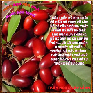 Chậu Cây Thần Kỳ Đổi Vị Cay Chua Đắng Mặn Thành Ngọt Thần Kì Chữa Bệnh️⚜️Yêu Nhà Yêu Hoa