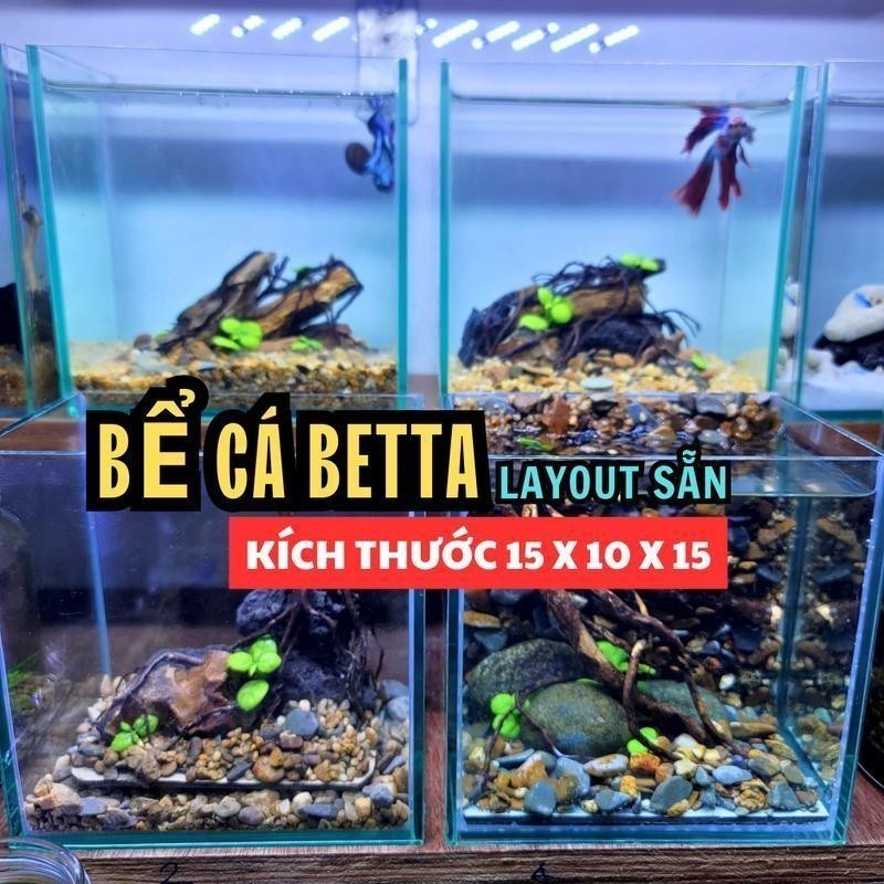 Layout Bể Betta 15x10x15 , Bể cá thủy sinh mini để bàn, phụ kiện thủy ...