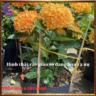 Hoa mẫu đơn vàng lá trung siêu đẹp rực rỡ hoa quanh năm dễ chăm sóc 📒 MiMa market