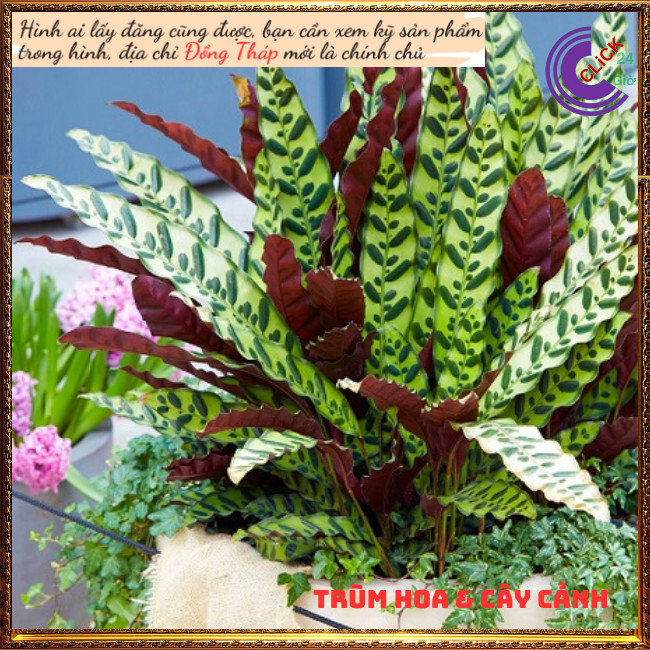 Chậu đuôi phụng để bàn có nhiều con sum mang lại may mắn tiền tài⏰Hoa Mười Giờ Bonsai & Phụ Kiện