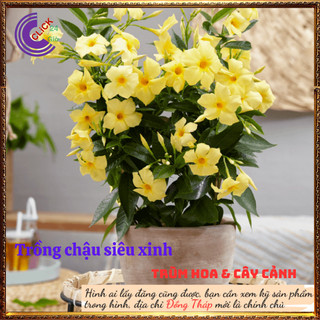 Chậu hoa huỳnh đệ vàng chói rực rỡ hoa leo đẹp siêu hoa dễ trồng🕰 Yêu Nhà Yêu Hoa