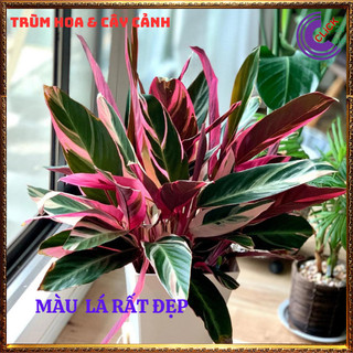 Chậu Hồng Quân Tử Cây Trồng Trong Nhà Cây Hồng Yến Màu Siêu Đẹp ⌛ Siêu Thị Hoa Và Cây Giống