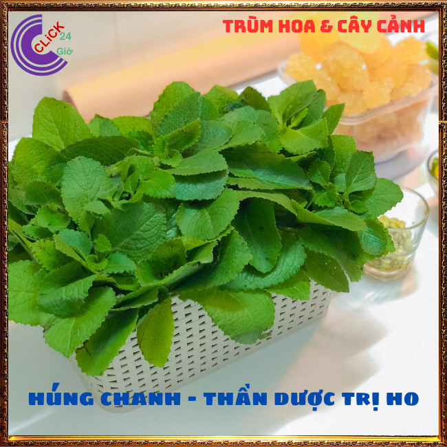 Chậu rau tần dày lá nấu canh chua, thần dược trị ho, giảm viêm họng ⏰Hoa Mười Giờ Bonsai & Phụ Kiện