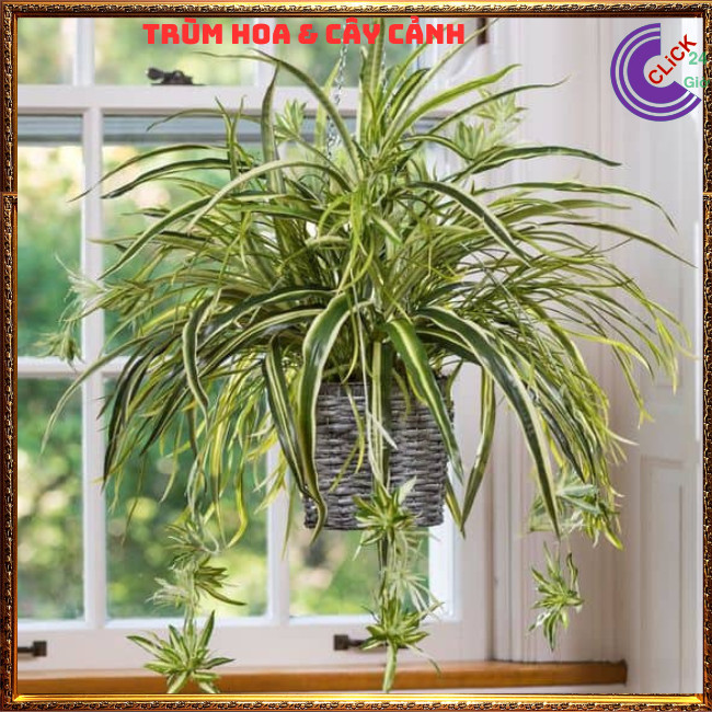 Chậu Ngải Kéo Khách Cây Phong Thủy Cầu Tài Mang May Mắn Đến⏰TRÙM HOA VÀ CÂY CẢNH