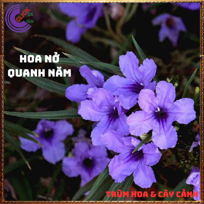 CHẬU HOA CHIỀU TÍM NHẤT XINH TÍM DẠ YẾN THẢO MEXICO NỞ QUANH NĂM⏰ TRÙM HOA VÀ CÂY CẢNH