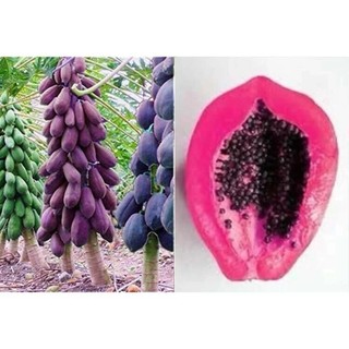HẠT F1 - Hạt Giống Đu Đủ siêu ngọt  ) - hàng cực chuẩn