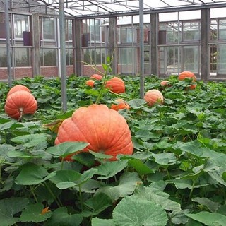 HẠT GIỐNG BÍ NGÔ KHỔNG LỒ