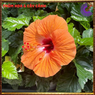 Chậu hoa râm bụt vàng mơ cánh đơn bông bụp thái đại hồng hoa cẩm quỳ⌛Siêu Thị Hoa Và Cây Giống