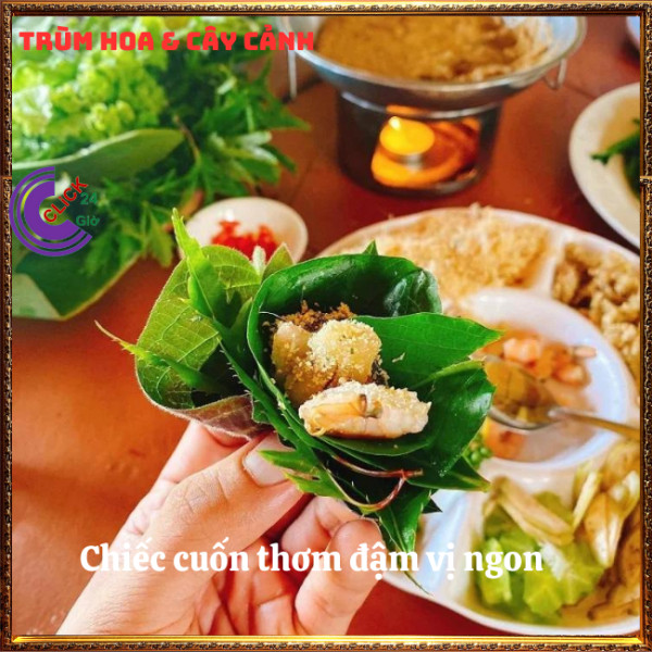Chậu rau vọng cách ăn bánh xèo xào thịt thơm lừng rau rừng siêu ngon⏰ TRÙM HOA VÀ CÂY CẢNH