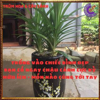 Chậu lá dứa thơm màu xanh thần thánh của mọi món ăn dược liệu tốt 💍SHOP PP ONLINE CLICK 24 GIỜ