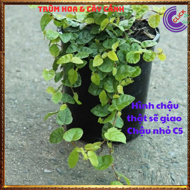 2 CHẬU THẰN LẰN DÂY LEO BÁM TƯỜNG VẢY ỐC TRÂU HỔ KHỎE MẠNH⏰TRÙM HOA VÀ CÂY CẢNH