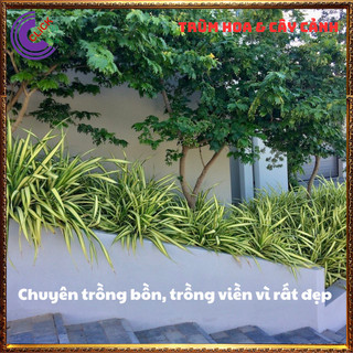 CHẬU DỨA SỌC VÀNG TƯƠI SÁNG NỔI BẬT DỨA ĐẠI PHÁT SIÊU DỄ TRỒNG🕰 Yêu Nhà Yêu Hoa