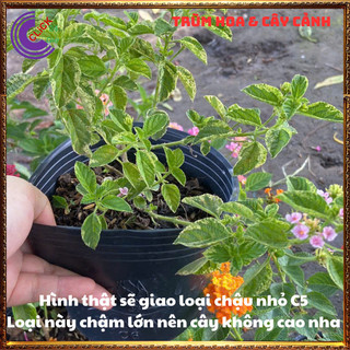 CÂY NGŨ SẮC HỒNG PHA LÊ TRỌN BỘ SƯU TẬP 50 MÀU TRÂM ỔI THƠM NGÁT ️💎 Siêu Thị Hoa