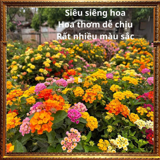 CÂY NGŨ SẮC TÍM VÀNG TRỌN BỘ SƯU TẬP 50 MÀU TRÂM ỔI THƠM NGÁT ⏳ Hoa Mười Giờ Bonsai & Phụ Kiện