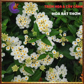 CÂY NGŨ SẮC TRẮNG KEM TRỌN BỘ SƯU TẬP 50 MÀU TRÂM ỔI THƠM NGÁT ️🔖 SHOP PP ONLINE CLICK 24 GIỜ