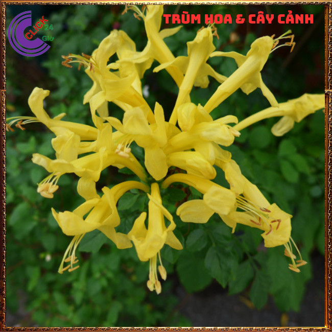 CHẬU HOA RẠNG ĐÔNG VÀNG TỪNG CHÙM RẤT ĐẸP DỄ TRỒNG NỞ QUANH NĂM⏰ TRÙM HOA VÀ CÂY CẢNH