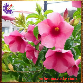 CHẬU CÂY HOA HUỲNH ANH TÍM BÔNG TO ĐẰM THẮM SIÊU XINH NỞ QUANH NĂM⌛ Siêu Thị Hoa Và Cây Giống