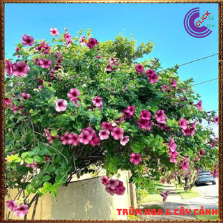 CHẬU CÂY HOA HUỲNH ANH TÍM BÔNG TO ĐẰM THẮM SIÊU XINH NỞ QUANH NĂM⌛ Siêu Thị Hoa Và Cây Giống
