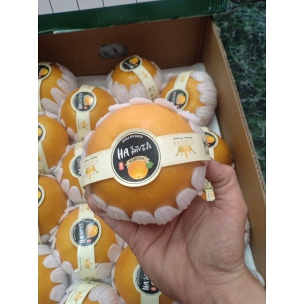 Lê Nâu Khổng Lồ 🍐 Cắn Là Mọng, Giòn Rụm – Ngọt Mát Từng Miếng – Giao Nhanh Tại HCM
