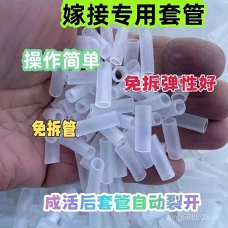 Rau Quả Cây Trái Cây Chuyên Dụng Ghép Tay Cà Chua Cây Giống Dưa Hấu Ghép Ống Silicon Nhánh Hoa Ghép Ống IUZM