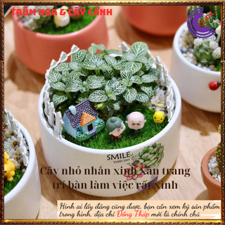 3 chậu may mắn trồng để bàn hút tia điện từ máy tính, làm tiểu cảnh ️️🥁 MiMa market