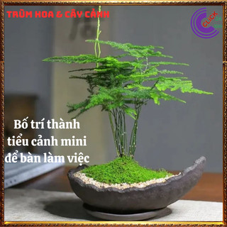 Cây kim thủy tùng trồng trong nhà cây phong thủy tốt để bàn làm việc️💄 Siêu Thị Hoa