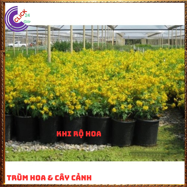 CHẬU HOA RẠNG ĐÔNG VÀNG TỪNG CHÙM RẤT ĐẸP DỄ TRỒNG NỞ QUANH NĂM⏰ TRÙM HOA VÀ CÂY CẢNH