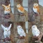 PWSEND Mini Owl Bức Tượng, Thủ Công Vườn Cổ Tích Thu Nhỏ Động Vật, Quà Tặng Nhà Sân Vườn Nhựa Để Bàn Trang Trí Điêu Khắc Mini Trang Trí