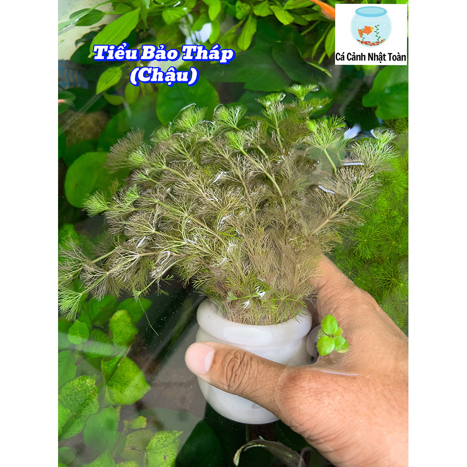 Tiểu Bảo Tháp (Cây Thủy Sinh) (Dạng Chậu) Trang Trí Bể Cá Cảnh, Thủy Sinh