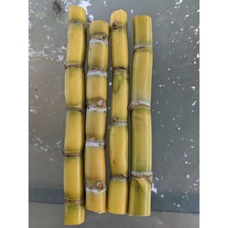 [HẠT NỘI ĐỊA TRUNG] - Hạt giống mía Hoàng Kim (HG nhập ngoại) gói 20 Hạt dòng mía cao sản rất ngọt