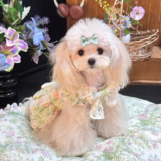 Kẹp Tóc Cho Chó Nơ Chó Dễ Thương Trong Tóc - Phụ Kiện Cho Chó Cho Yorkie Puppy Poodle Mèo Chó Thú Cưng Mũ Đội Đầu