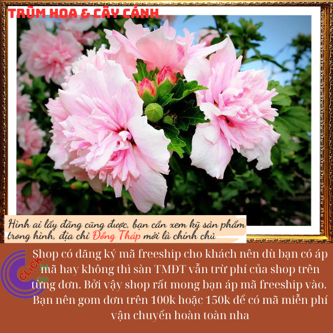 Cây hoa mộc liên phù dung 1 bông đổi 3 sắc hoa trong 1 ngày hoa lạ mắt⏰Hoa Mười Giờ Bonsai & Phụ Kiện