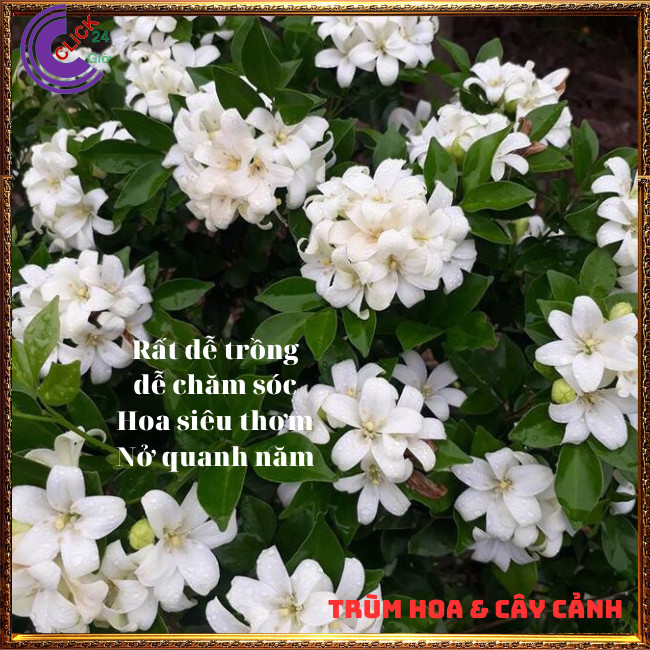 Cây nguyệt quế hoa thơm ngát nở xua đuổi tà khí mang lại tiền tài ⏰ Hoa Mười Giờ Bonsai & Phụ Kiện
