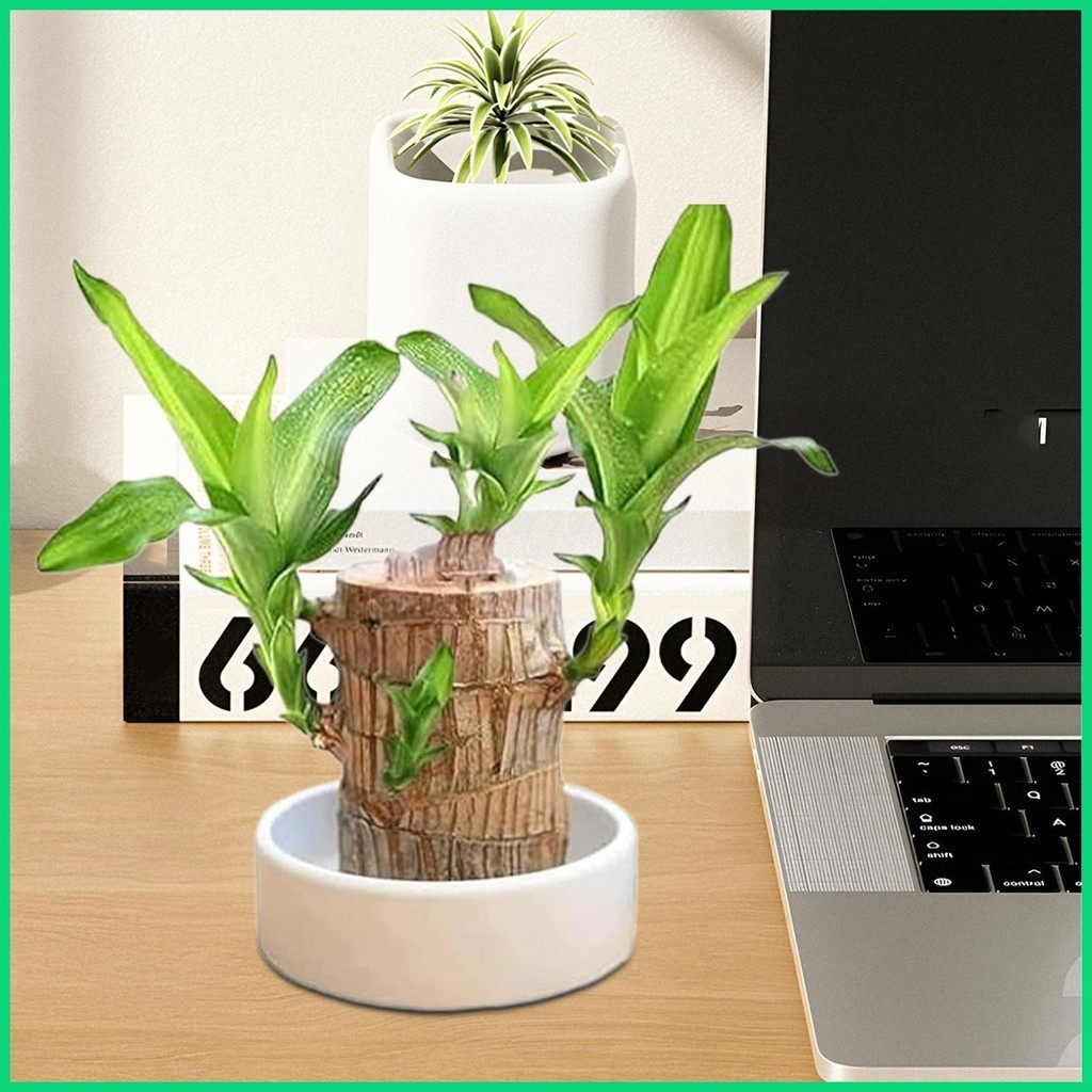 Giá Đỡ Lọ Hoa Pallet Gỗ Brazil Trắng Giá Đỡ Khay Đĩa Thực Vật Chậu Đế Gỗ Brazil Khay Trang Sức Khay jiwvn