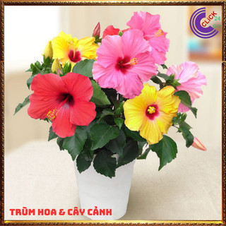 Chậu hoa râm bụt vàng tươi cánh đơn bông bụp thái đại hồng hoa cẩm quỳ️️🥁MiMa market