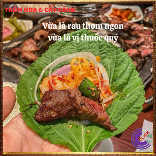 Chậu rau tía tô thơm ngon vừa là thảo dược rau nhà trồng siêu an toàn💍SHOP PP ONLINE CLICK 24 GIỜ