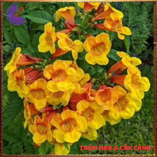 CHẬU HOA CHUÔNG CAM HOÀNG YẾN NỞ RỘ RỰC RỠ QUANH NĂM DỄ TRỒNG️💄 Siêu Thị Hoa