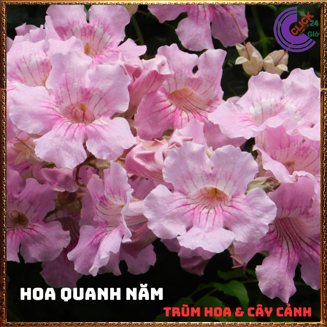 Chậu cây HỒNG THIÊN HƯƠNG dây leo hoa thơm nở quanh năm dễ trồng ⏰TRÙM HOA VÀ CÂY CẢNH