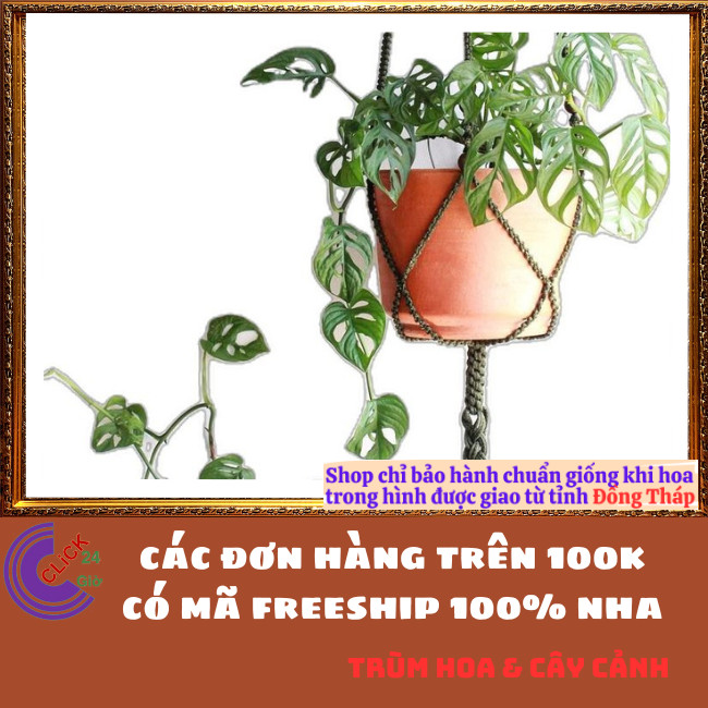 CHẬU CÂY TRẦU BÀ LỖ SIÊU LỌC KHÔNG KHÍ cây trồng trong nhà⏰ Hoa Mười Giờ Bonsai & Phụ Kiện